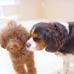 犬, Dog, トライカラー, Tricolor, キャバリア, Cavalier King Charles Spaniel, ジロ, Jiro, ラブワン