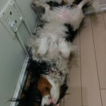 犬, Dog, トライカラー, Tricolor, キャバリア, Cavalier King Charles Spaniel, ジロ, Jiro,