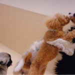 犬, Dog, トライカラー, Tricolor, キャバリア, Cavalier King Charles Spaniel, ジロ, Jiro, ラブワン
