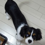 犬, Dog, トライカラー, Tricolor, キャバリア, Cavalier King Charles Spaniel, ジロ, Jiro,