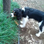 犬, Dog, トライカラー, Tricolor, キャバリア, Cavalier King Charles Spaniel, ジロ, Jiro, 北の丸公園