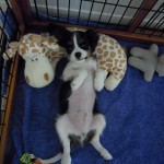 犬, Dog, トライカラー, Tricolor, キャバリア, Cavalier King Charles Spaniel, ジロ, Jiro, 子犬