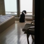 犬, Dog, トライカラー, Tricolor, キャバリア, Cavalier King Charles Spaniel, ジロ, Jiro,