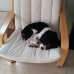 犬, Dog, トライカラー, Tricolor, キャバリア, Cavalier King Charles Spaniel, ジロ, Jiro,