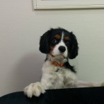 犬, Dog, トライカラー, Tricolor, キャバリア, Cavalier King Charles Spaniel, ジロ, Jiro,