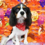 犬, Dog, トライカラー, Tricolor, キャバリア, Cavalier King Charles Spaniel, ジロ, Jiro, ルミエール