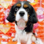 犬, Dog, トライカラー, Tricolor, キャバリア, Cavalier King Charles Spaniel, ジロ, Jiro, ルミエール