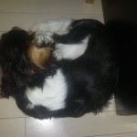 犬, Dog, トライカラー, Tricolor, キャバリア, Cavalier King Charles Spaniel, ジロ, Jiro,