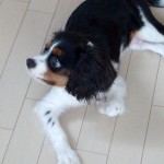 犬, Dog, トライカラー, Tricolor, キャバリア, Cavalier King Charles Spaniel, ジロ, Jiro,