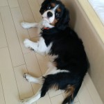 犬, Dog, トライカラー, Tricolor, キャバリア, Cavalier King Charles Spaniel, ジロ, Jiro,