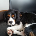 犬, Dog, トライカラー, Tricolor, キャバリア, Cavalier King Charles Spaniel, ジロ, Jiro,