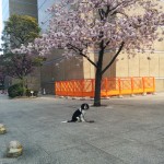 犬, Dog, トライカラー, Tricolor, キャバリア, Cavalier King Charles Spaniel, ジロ, Jiro, 仕事センター