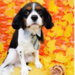犬, Dog, トライカラー, Tricolor, キャバリア, Cavalier King Charles Spaniel, ジロ, Jiro, ルミエール