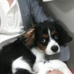 犬, Dog, トライカラー, Tricolor, キャバリア, Cavalier King Charles Spaniel, ジロ, Jiro,