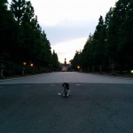 犬, Dog, トライカラー, Tricolor, キャバリア, Cavalier King Charles Spaniel, ジロ, Jiro, 靖国神社