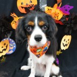 犬, Dog, トライカラー, Tricolor, キャバリア, Cavalier King Charles Spaniel, ジロ, Jiro, ルミエール
