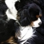 犬, Dog, トライカラー, Tricolor, キャバリア, Cavalier King Charles Spaniel, ジロ, Jiro,