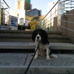 犬, Dog, トライカラー, Tricolor, キャバリア, Cavalier King Charles Spaniel, ジロ, Jiro, 東京ドームシティ