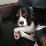 犬, Dog, トライカラー, Tricolor, キャバリア, Cavalier King Charles Spaniel, ジロ, Jiro,