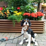 犬, Dog, トライカラー, Tricolor, キャバリア, Cavalier King Charles Spaniel, ジロ, Jiro, アイガーデン