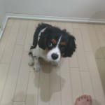 犬, Dog, トライカラー, Tricolor, キャバリア, Cavalier King Charles Spaniel, ジロ, Jiro,