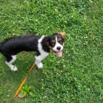 犬, Dog, トライカラー, Tricolor, キャバリア, Cavalier King Charles Spaniel, ジロ, Jiro, 北の丸公園