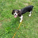 犬, Dog, トライカラー, Tricolor, キャバリア, Cavalier King Charles Spaniel, ジロ, Jiro, 北の丸公園