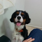 犬, Dog, トライカラー, Tricolor, キャバリア, Cavalier King Charles Spaniel, ジロ, Jiro,