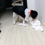 犬, Dog, トライカラー, Tricolor, キャバリア, Cavalier King Charles Spaniel, ジロ, Jiro,