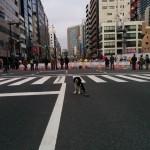 犬, Dog, トライカラー, Tricolor, キャバリア, Cavalier King Charles Spaniel, ジロ, Jiro, 東京マラソン