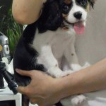 犬, Dog, トライカラー, Tricolor, キャバリア, Cavalier King Charles Spaniel, ジロ, Jiro,