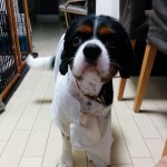 犬, Dog, トライカラー, Tricolor, キャバリア, Cavalier King Charles Spaniel, ジロ, Jiro,