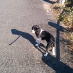 犬, Dog, トライカラー, Tricolor, キャバリア, Cavalier King Charles Spaniel, ジロ, Jiro, 千鳥ヶ淵