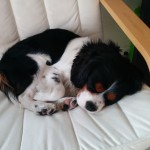 犬, Dog, トライカラー, Tricolor, キャバリア, Cavalier King Charles Spaniel, ジロ, Jiro,