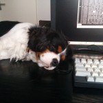 犬, Dog, トライカラー, Tricolor, キャバリア, Cavalier King Charles Spaniel, ジロ, Jiro,