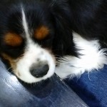犬, Dog, トライカラー, Tricolor, キャバリア, Cavalier King Charles Spaniel, ジロ, Jiro,
