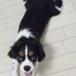 犬, Dog, トライカラー, Tricolor, キャバリア, Cavalier King Charles Spaniel, ジロ, Jiro,