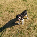 犬, Dog, トライカラー, Tricolor, キャバリア, Cavalier King Charles Spaniel, ジロ, Jiro, 北の丸公園