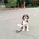犬, Dog, トライカラー, Tricolor, キャバリア, Cavalier King Charles Spaniel, ジロ, Jiro, 靖国神社