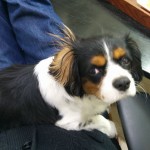 犬, Dog, トライカラー, Tricolor, キャバリア, Cavalier King Charles Spaniel, ジロ, Jiro,