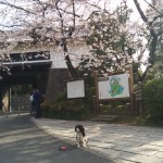犬, Dog, トライカラー, Tricolor, キャバリア, Cavalier King Charles Spaniel, ジロ, Jiro, 北の丸公園