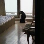 犬, Dog, トライカラー, Tricolor, キャバリア, Cavalier King Charles Spaniel, ジロ, Jiro,