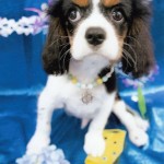 犬, Dog, トライカラー, Tricolor, キャバリア, Cavalier King Charles Spaniel, ジロ, Jiro, ルミエール