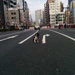 犬, Dog, トライカラー, Tricolor, キャバリア, Cavalier King Charles Spaniel, ジロ, Jiro, 東京マラソン