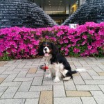 犬, Dog, トライカラー, Tricolor, キャバリア, Cavalier King Charles Spaniel, ジロ, Jiro, アイガーデン