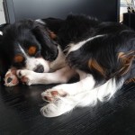 犬, Dog, トライカラー, Tricolor, キャバリア, Cavalier King Charles Spaniel, ジロ, Jiro,