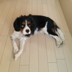 犬, Dog, トライカラー, Tricolor, キャバリア, Cavalier King Charles Spaniel, ジロ, Jiro,