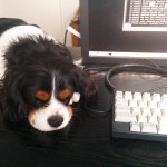犬, Dog, トライカラー, Tricolor, キャバリア, Cavalier King Charles Spaniel, ジロ, Jiro,