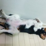 犬, Dog, トライカラー, Tricolor, キャバリア, Cavalier King Charles Spaniel, ジロ, Jiro,