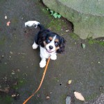犬, Dog, トライカラー, Tricolor, キャバリア, Cavalier King Charles Spaniel, ジロ, Jiro, 北の丸公園